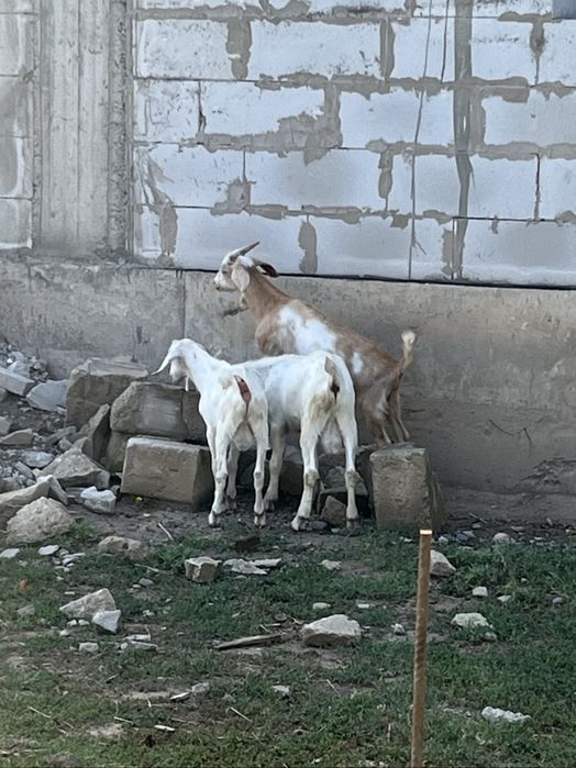 Продам козлят козлы нубийские
