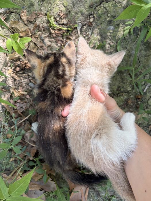 Срочно котята в добрые руки