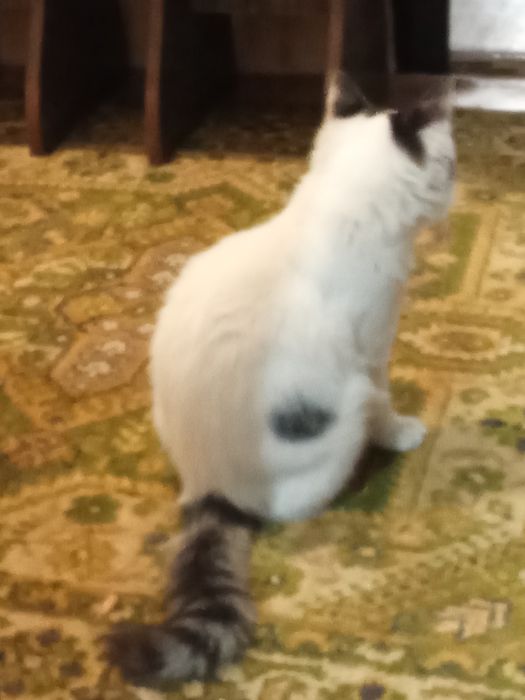 Отдам в хорошие руки