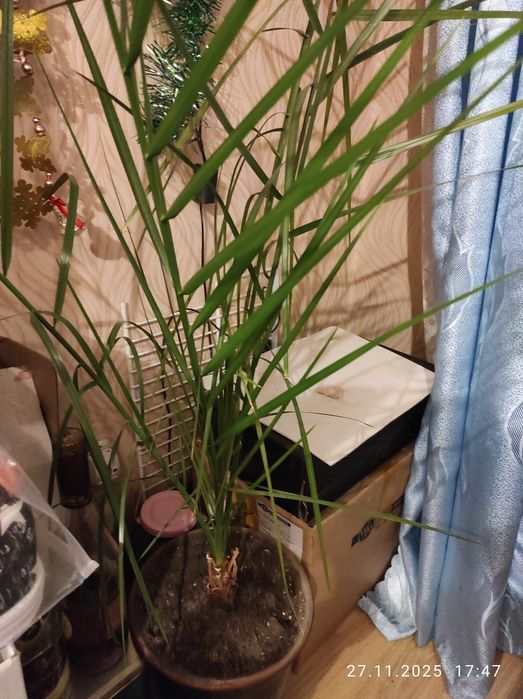 Цветы комнатные в горшках