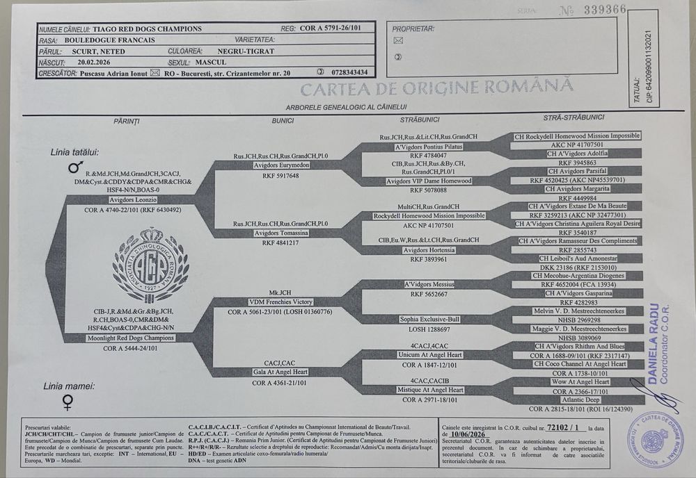 Femela Bulldog francez cu pedigree FCI