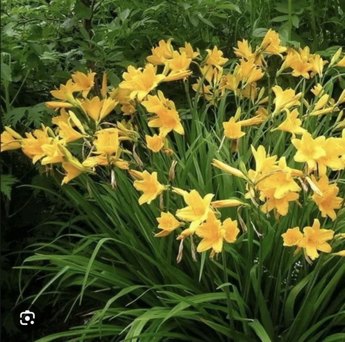 Лилейник желтый раннецветущий