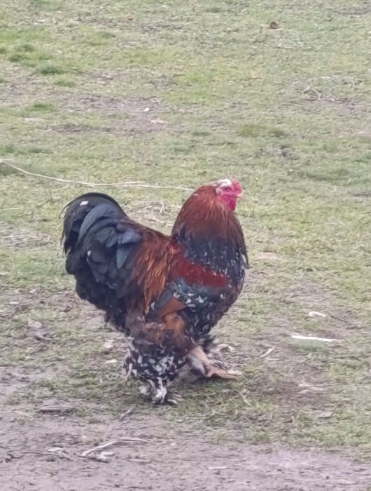 Cocoși   de ornament