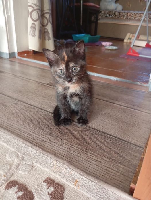 Отдам котят в добрые руки.