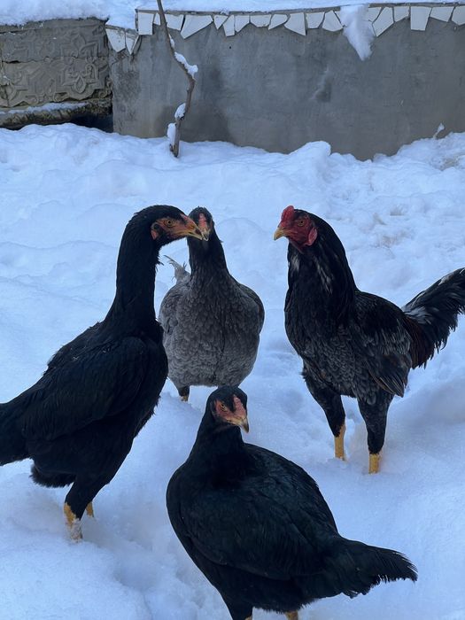 May oyini oxirida ochilgan jojalar