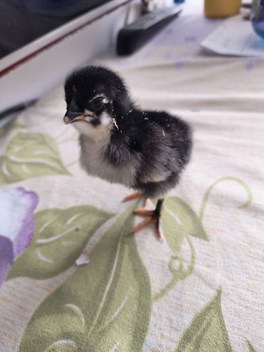 Puișori australorP negru