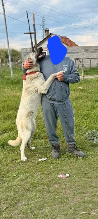 Турски Кангал Женско