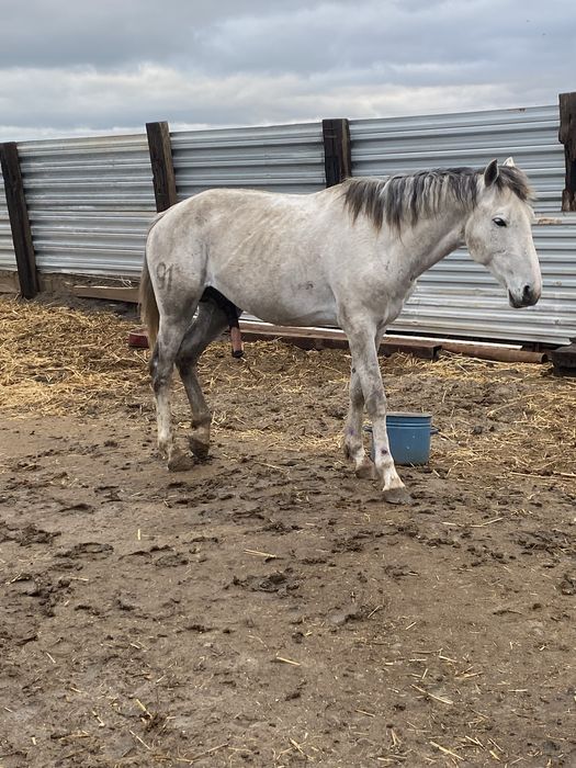 Айгыр сатылады 7жастык