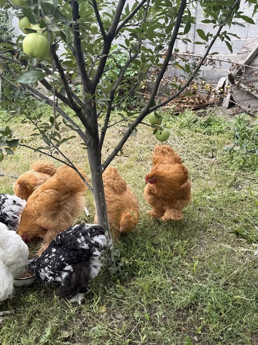 Кокинхин кокинхины