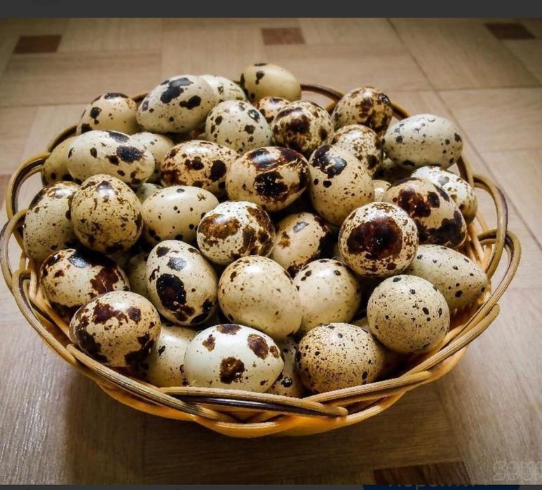 Инкубационное яйцо перепелов