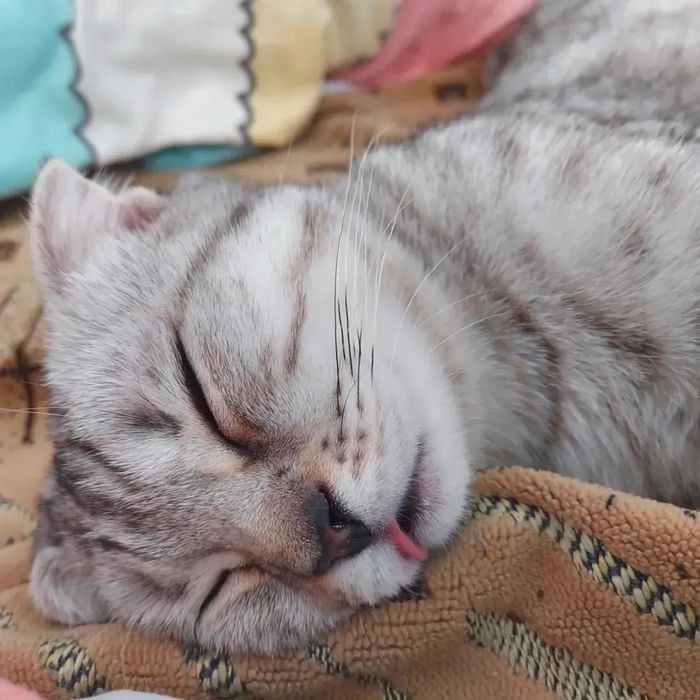Отдам кошку бесплатно