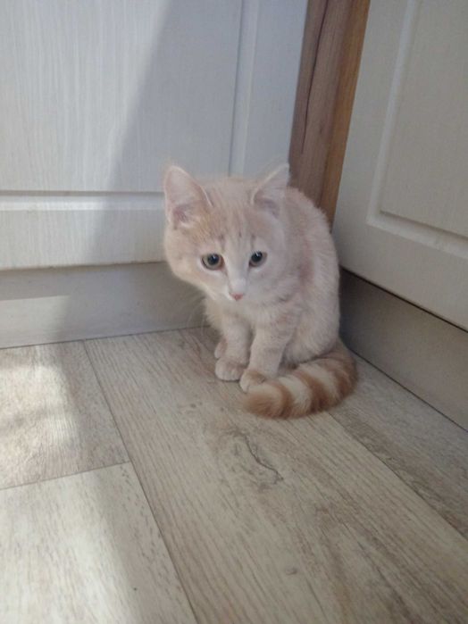 Котенок мальчик ищет дом.