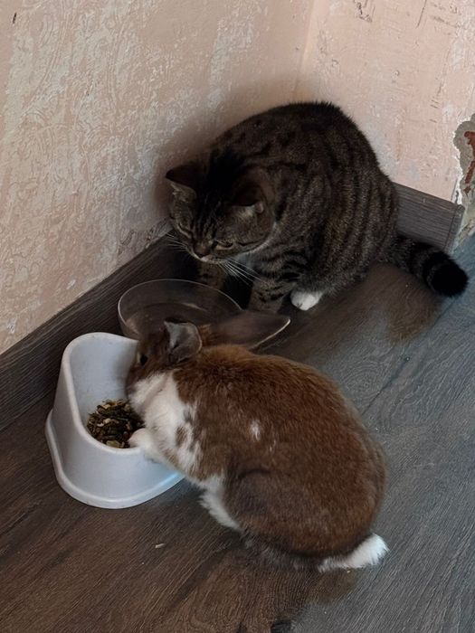 Отдам дикоротивного кролика