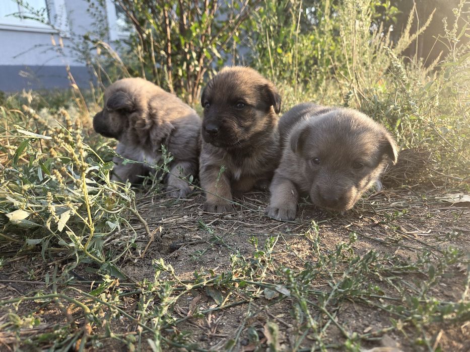 Отдам в добрые руки щенят