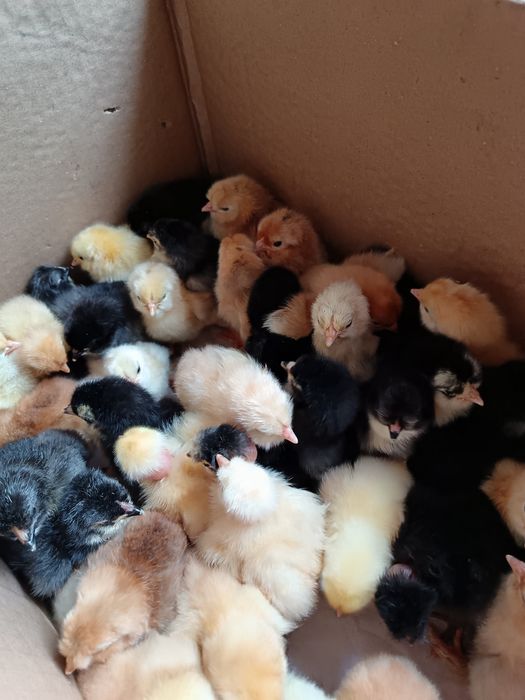 Продаются суточные цыплята