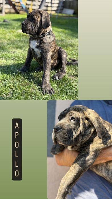 Mascul Cane Corso Tigrat