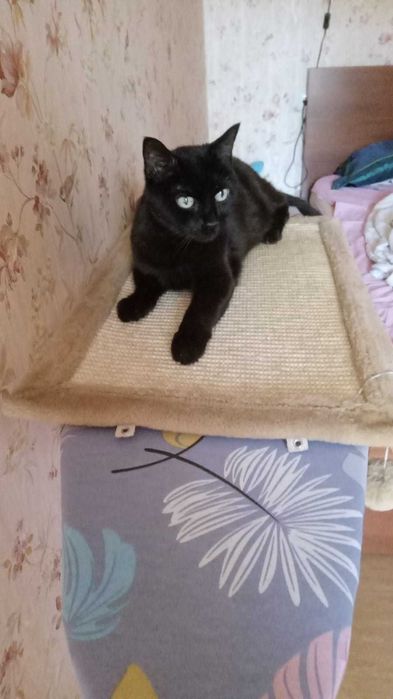 Зооняня для кошечек