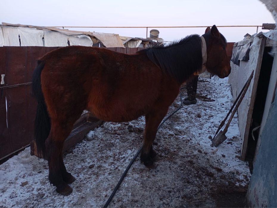 Продам Кобылу. Беременная. 5 лет