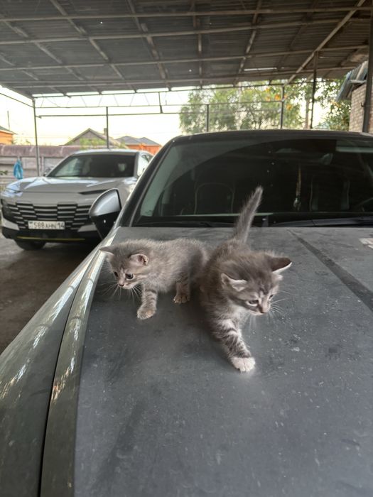 Котята двое мальчики