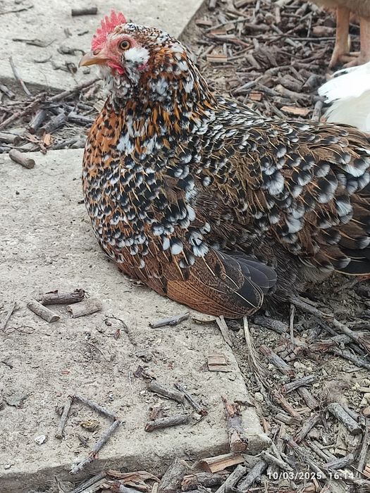 Vand oua pt incubat Gaini pitice încălțate