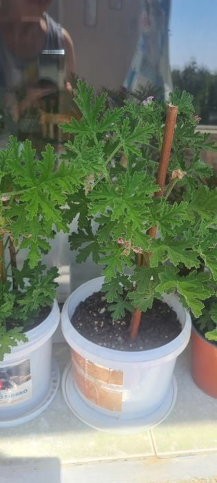 Индрише, красиво, ароматно!