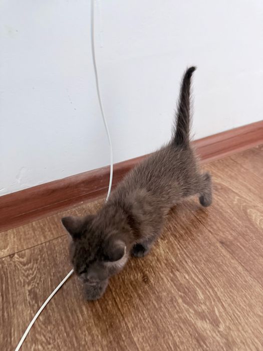 Отдам даром кошечку