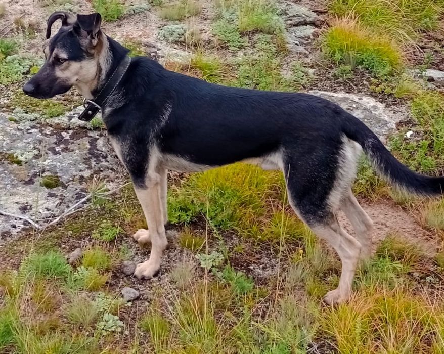 Пёс Семён ищет новый дом!