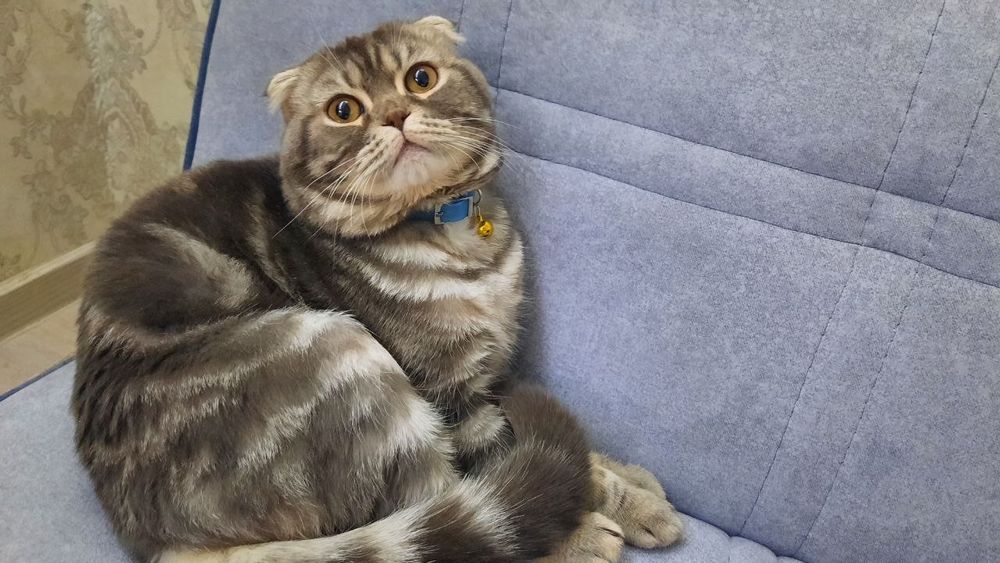 Mushuk sotiladi zoti Scotish Fold