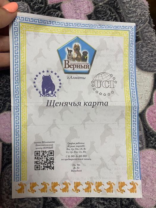 Продам Немецкий шпиц
