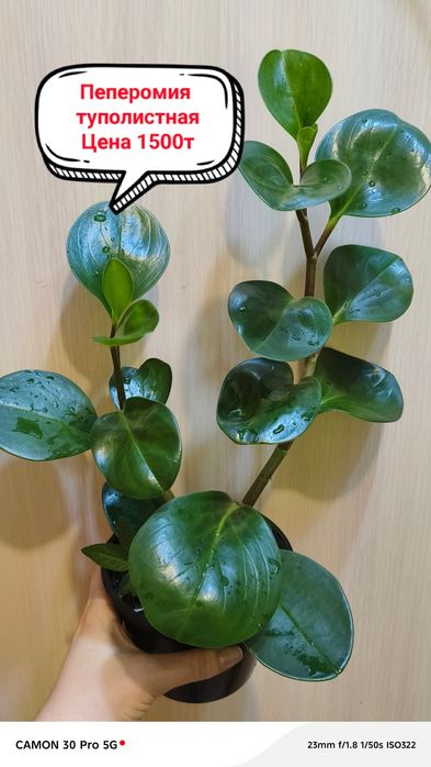 Продам комнатные цветы