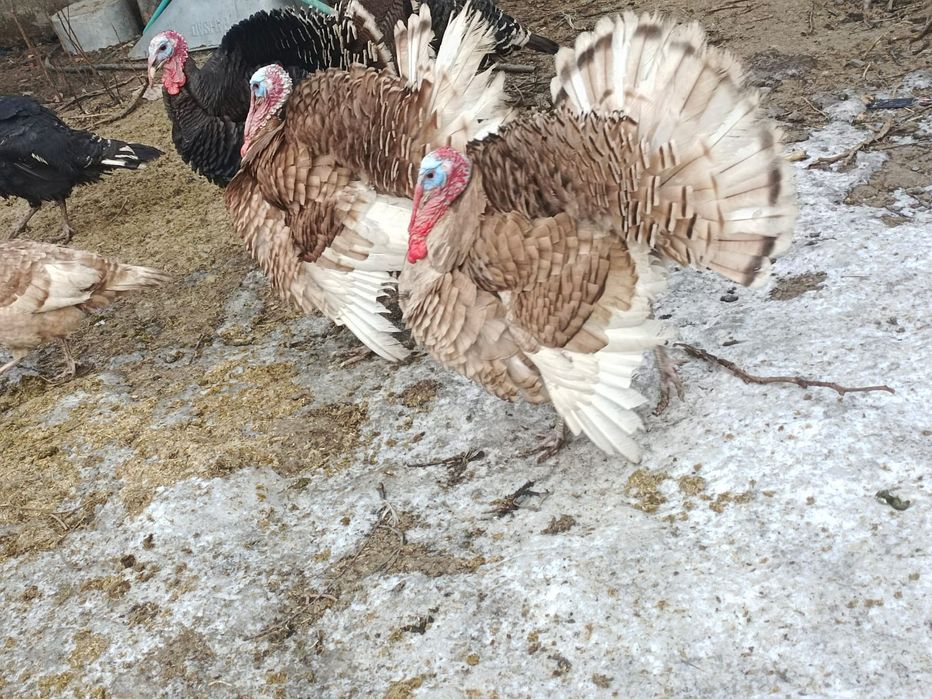 Индюки индюк ундик