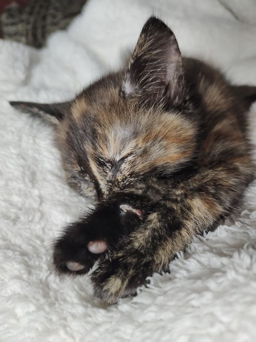 Котенок Трехцветная