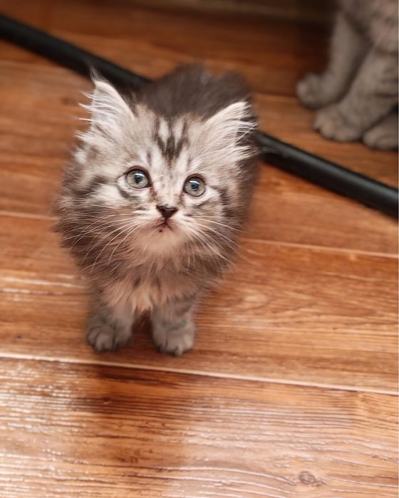 отдам породистых котят
