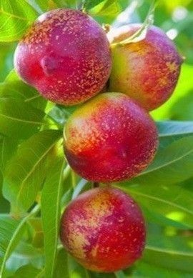 Pomi Fructiferi Columnari  (Nectarin )