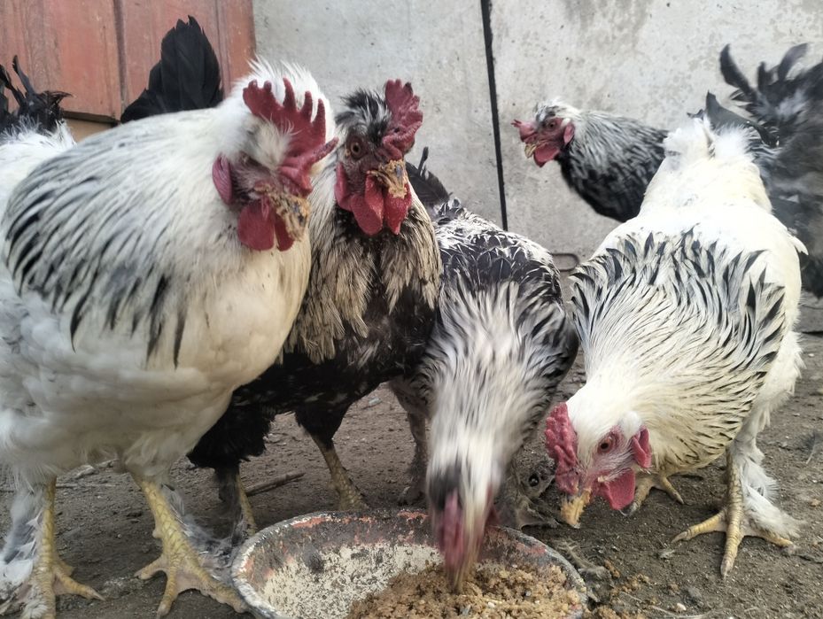 Қоразики Чубатый  сатылымда 10 айлық