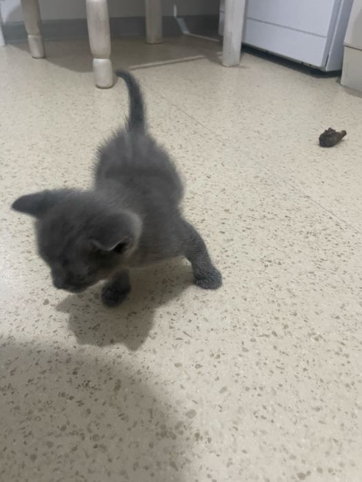 Британские котята