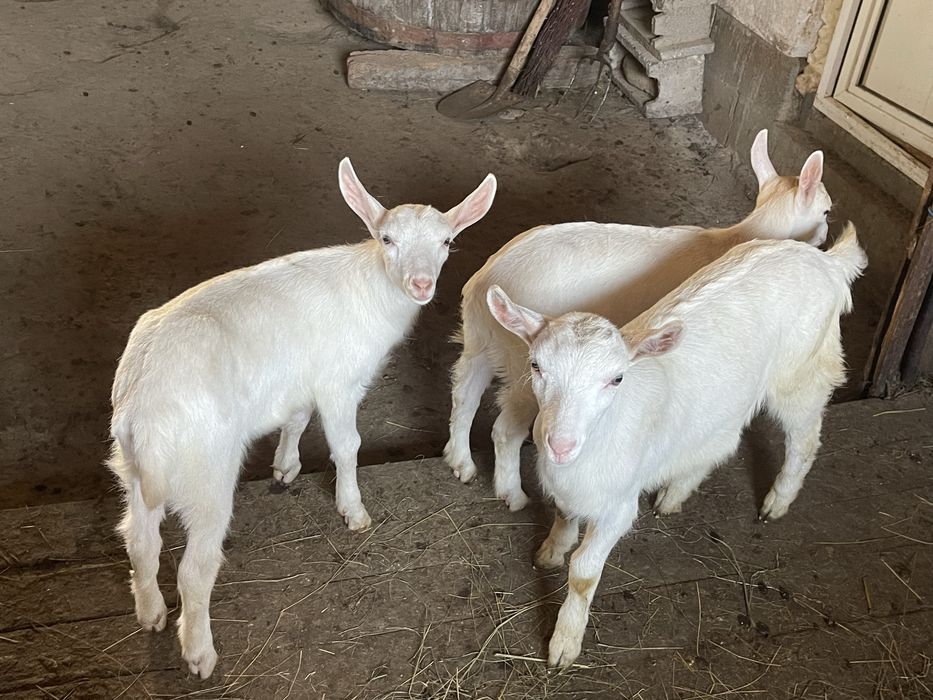 capre, iede si tap Saanen