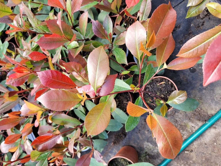 Photinia Red Robin ±30 cm