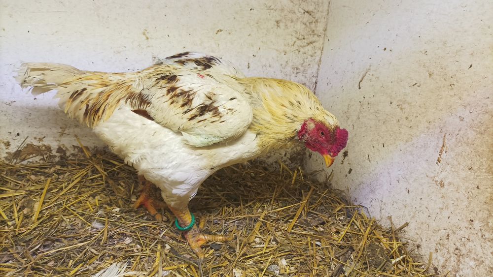 Combatant Indian 2025