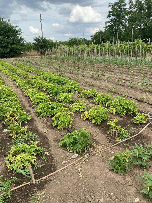 Vând casa cu teren la țară