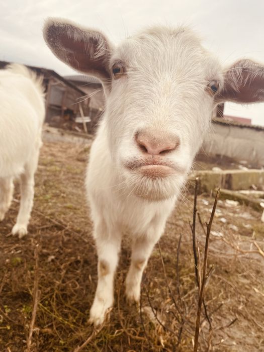 Iedute din capra saanen