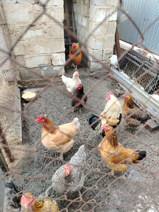 Куры несушки восем штук