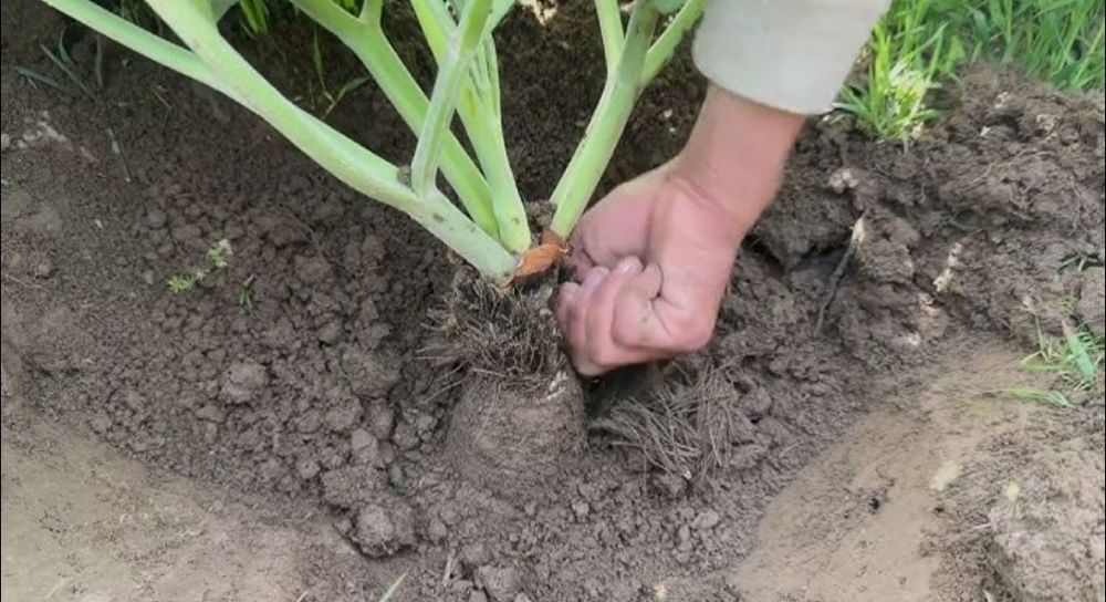 Каврак кучатлари Улжан uljon