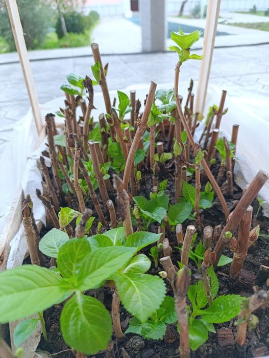 Крупнолистная Гортензия