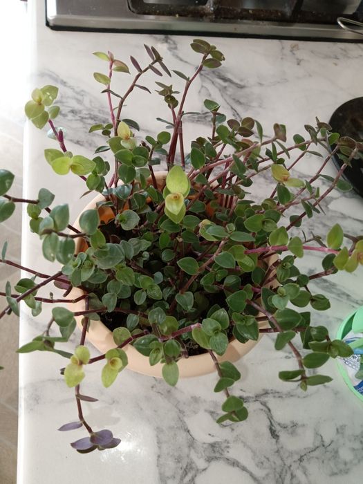 Цветочки от 700 т.