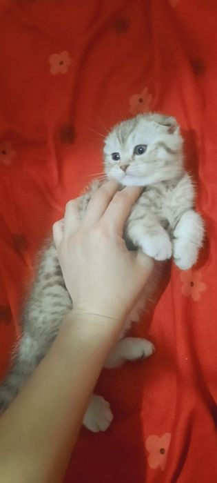 Mushik sotiladi 2 oylik tabiy zolatoya shenshilla oʻgil bola