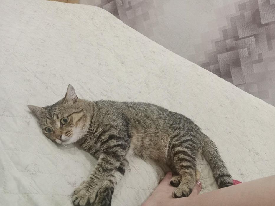 Котик в поисках дома