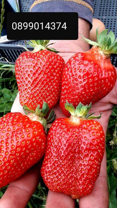 Целогодишен разсад малини И ягоди