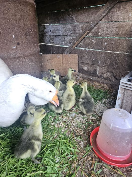 Boboci gâscă leșească