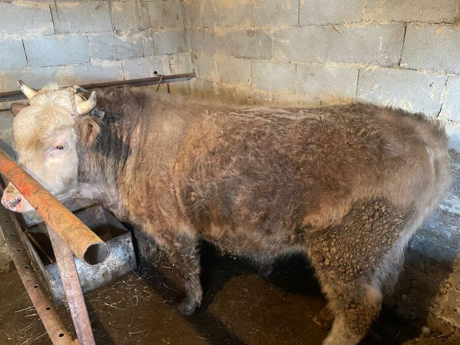 Бұқа сатылады 2 жас